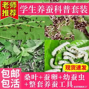 蚕宝宝活物幼蚕活体1龄234龄小蚕学生养蚕套装春蚕七彩蚕蚕卵桑叶-阿里巴巴
