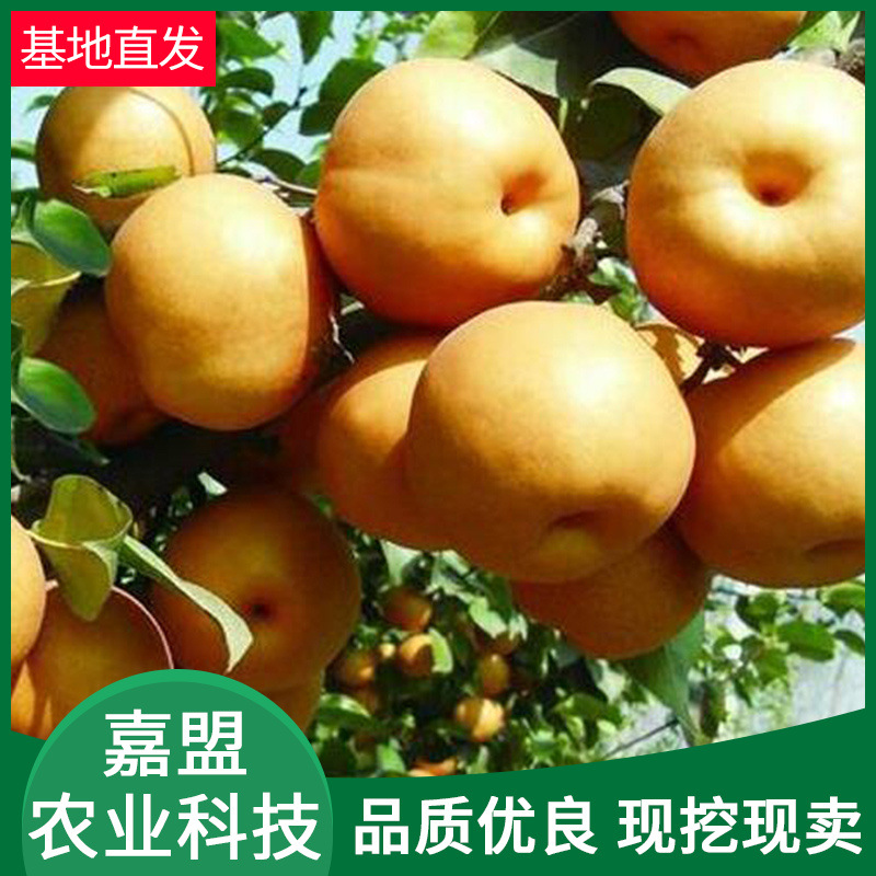 梨树苗基地种植批发 早中晚熟根嫁接梨树晚秋黄梨树苗