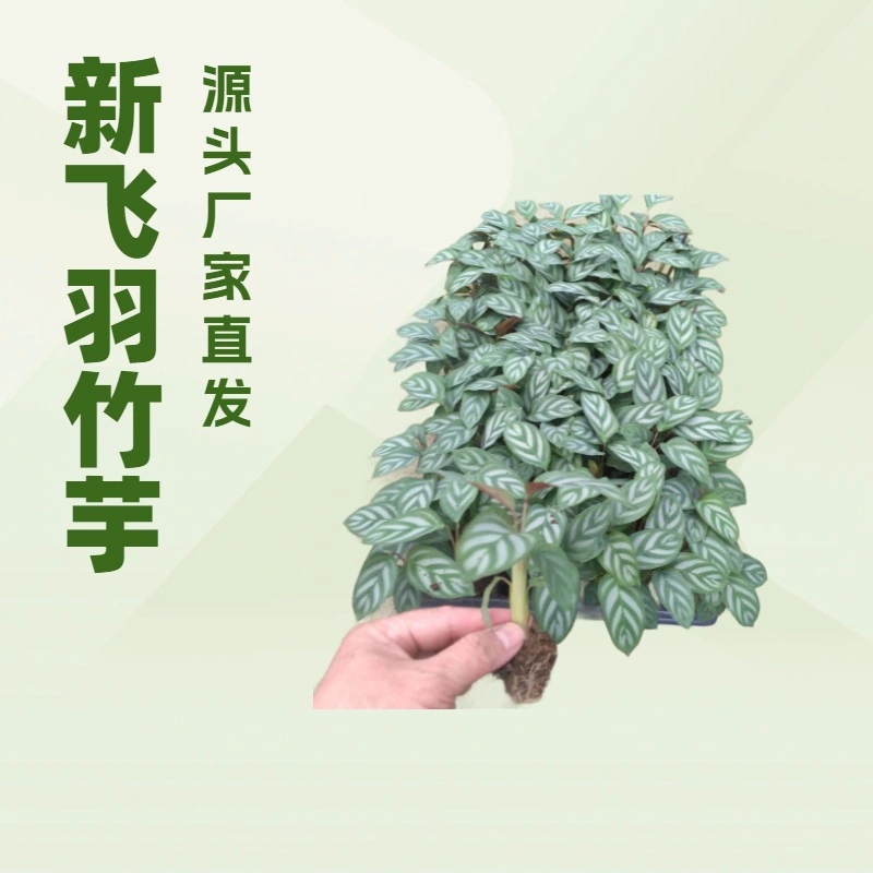 Большой выбор комнатных и уличных растений от производителей, новые рассады фаленопсиса, выращенные методом тканевого культивирования, рассада цветов оптом.