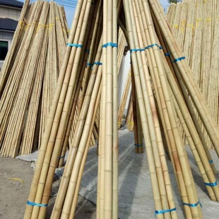Anticorrosive Bamboo Pole Wholesale Decorative White and Yellow Thick and Thin Bamboo Pole Bean Vegetable Garden Cucumber Frame Vegetable Rack Bamboo Flag Pole Bamboo