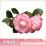 香味加香芳香面料整理剂