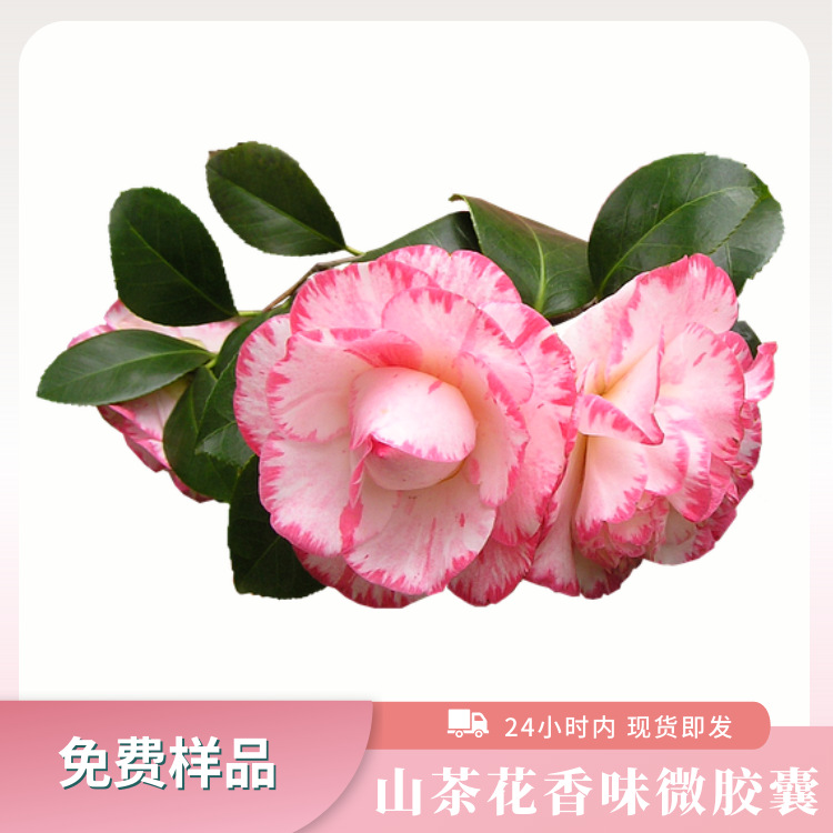 山茶花香味微胶囊 面料加香整理剂 芳香助剂内衣窗帘家纺香味剂精