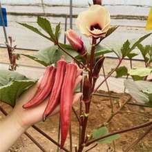 tNļ߲˷N̨ôNݺ֮Ԫ