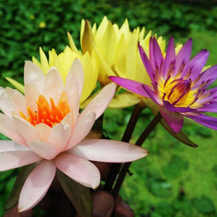 Wholesale Four-Season Aquatic Plants Large Water Lilies Multi-Color Root Block Hydroponic Water Lilies Flower Rhizome Pond Potted Water Lilies