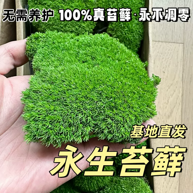 永生苔藓白发藓永生大灰藓室内造景青苔软装景观真苔藓基地直发