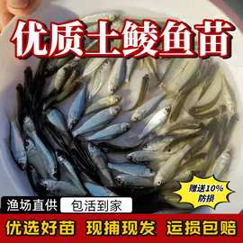 土鲮鱼苗优质鲮鱼苗可食用鲮公鱼苗淡水活鱼喂鳜鱼麦鲮鱼泰鲮鱼苗