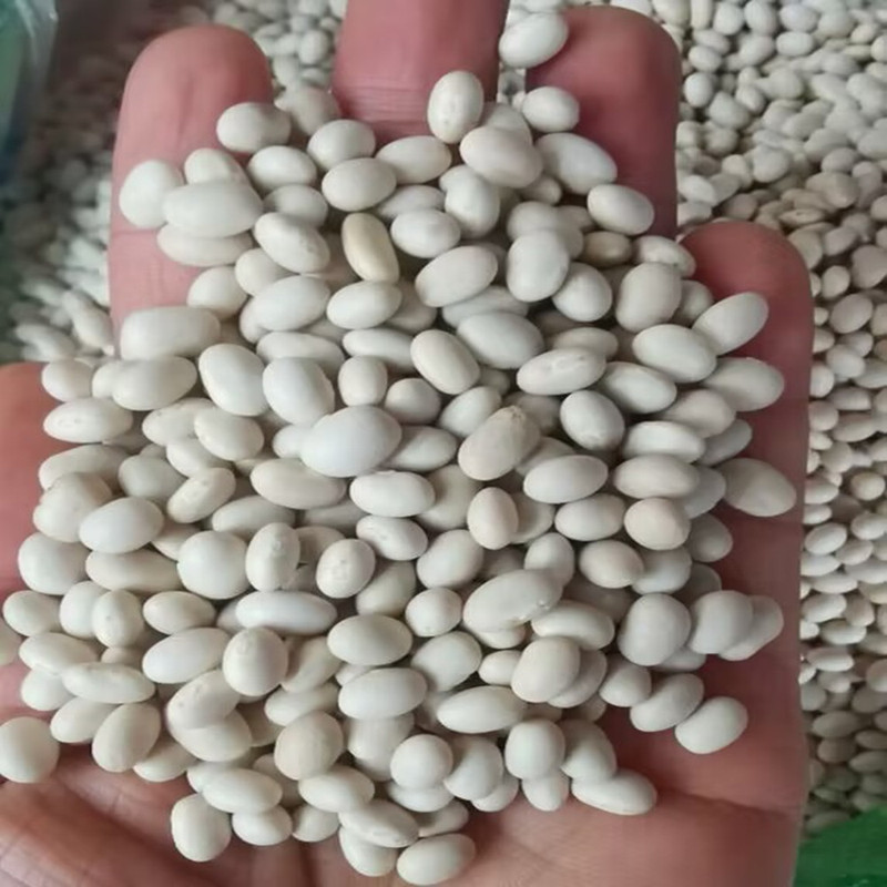 新鮮な白芸豆白腰豆250-500グラムの産地は季節の新商品の粒を供給して雑穀を配合します。|undefined