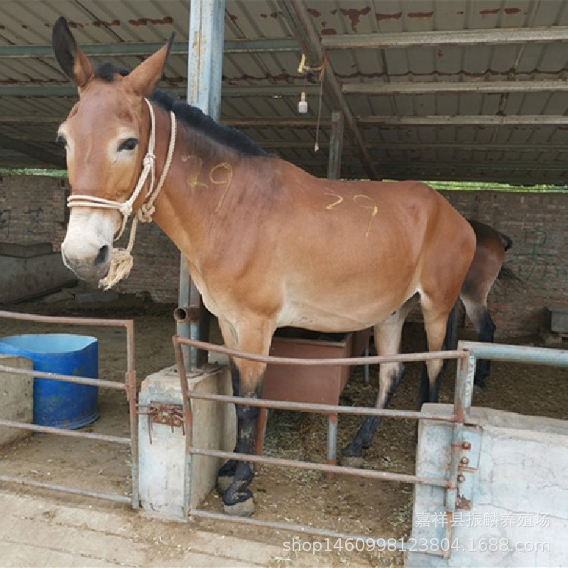 湖北周边那里有驴子养殖场 拉车马匹 驴骡养殖场 驮东西骡子价格