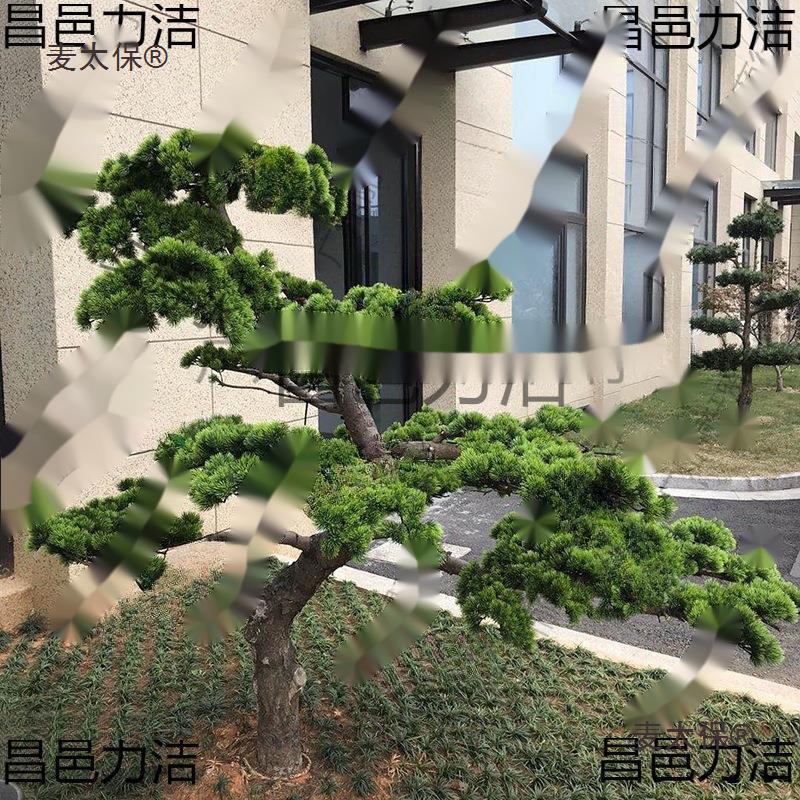 仿真松树枝松针假罗汉松美人松柏树枝松树叶黑松崖柏枝迎客垒德株