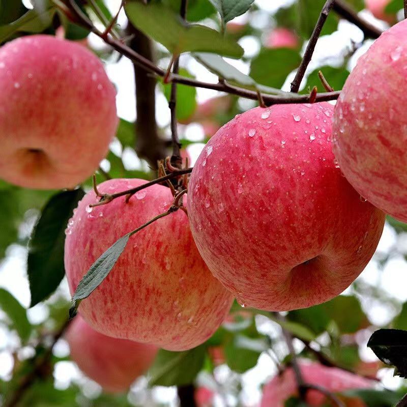 洛川苹果冰糖心新鲜水果应季吃的冰糖心丑源工厂包邮工厂一件批发|ms