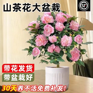 �����軨���Ԏ�����ɽ�軨������҃�ͥԺ���ܾGֲ���B���_��ֲ��