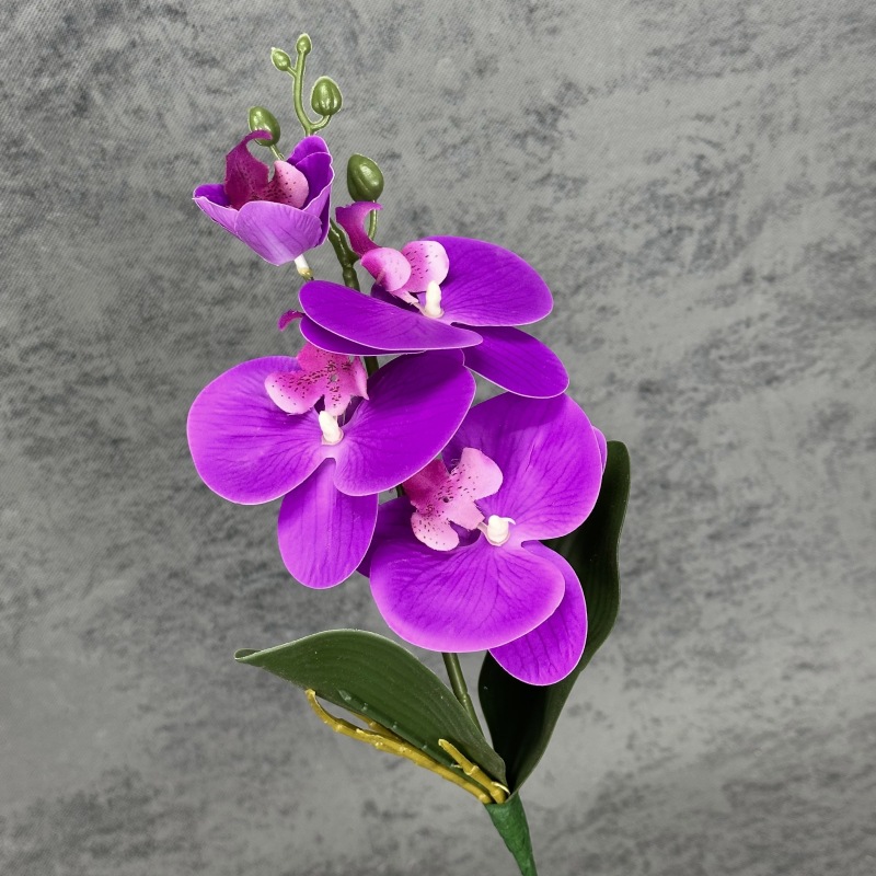 Morado