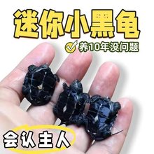 迷你墨龟苗活体宠物小乌龟全黑顶墨龟外塘深水金线长寿龟中华草龟