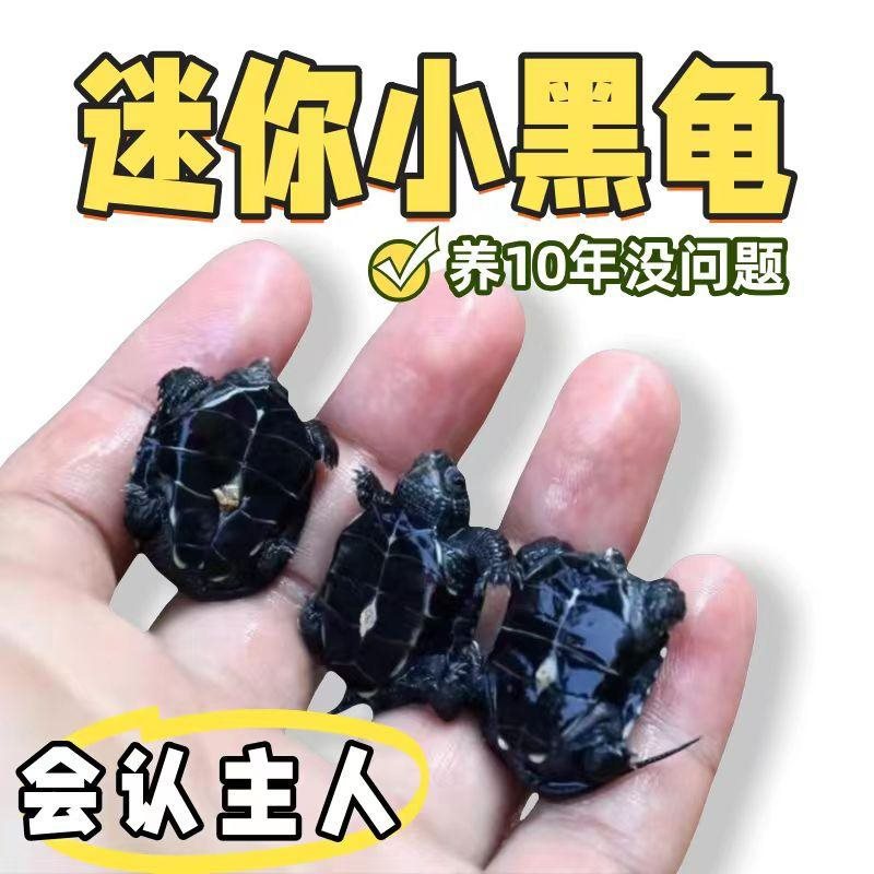 迷你墨龟苗活体宠物小乌龟全黑顶墨龟外塘深水金线长寿龟中华草龟