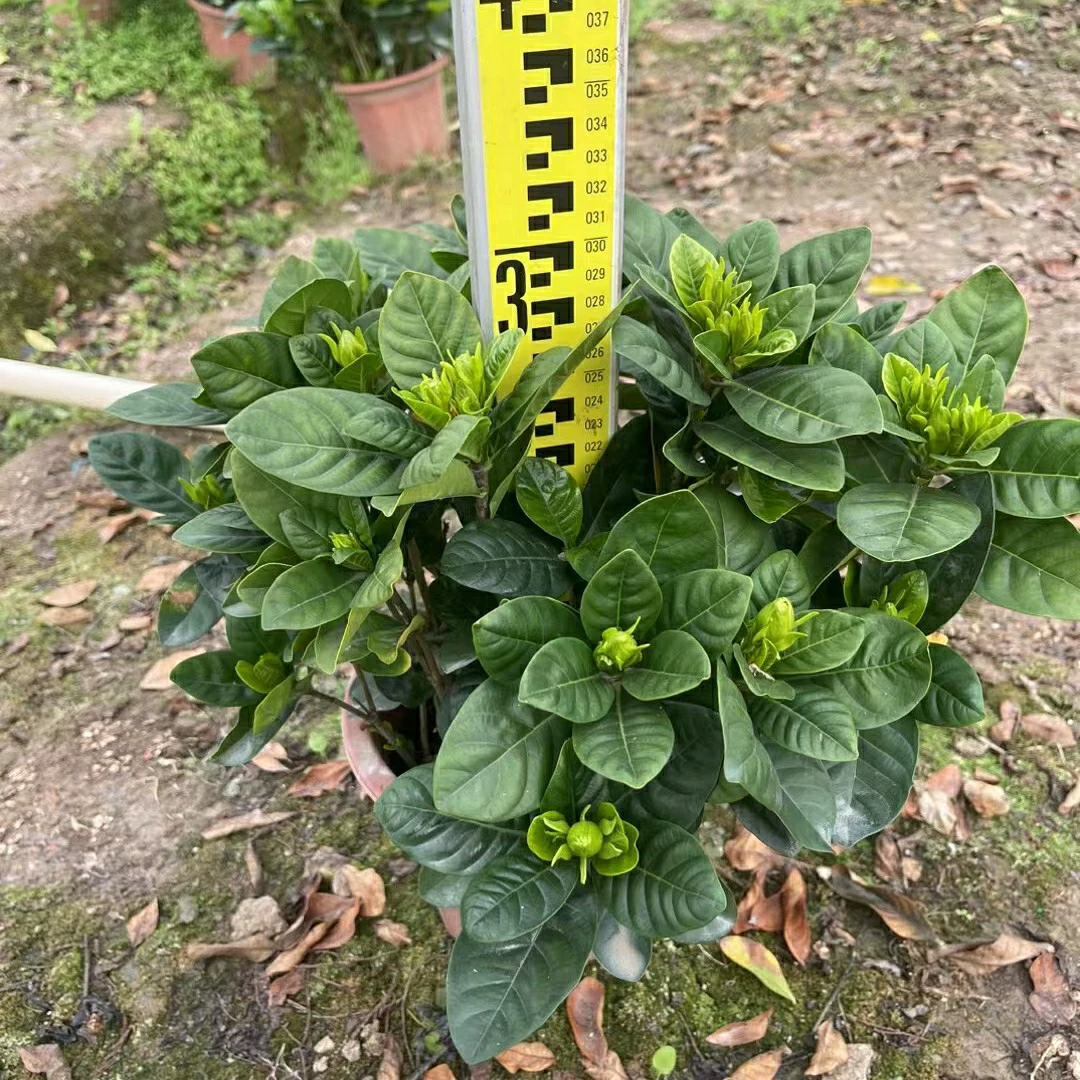 2303 база поставляет крупнолистную гардению