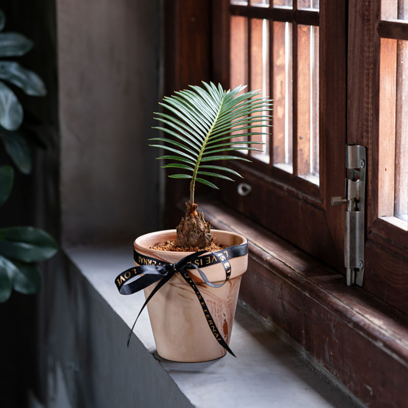 铁树室内盆栽办公室苏铁耐旱好养花卉阳台耐晒植物桌面绿植 批发