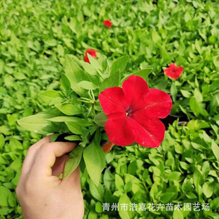 Multi-Color Petunia Seedlings Potted Plants, Park Courtyard Spring and Summer Planting Flower Pots, Various Colors Base Direct Supply
