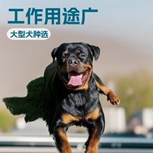 定制罗威纳大型护卫犬防爆犬家庭伴侣犬幼崽活体狗狗宠物工作犬