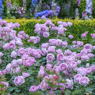 Heidi's Garden Flagship Store Blue Storm Rose Flower Potted Balcony Garden Upright Shrub Rose Seedlings