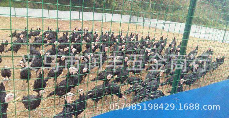 荷兰网 法兰盘 PVC电焊网 护栏网 操场护栏 公园护栏 隔离网