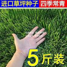 矮生草坪种子四季青不修剪绿化草皮草籽庭院别墅护坡草种子高羊茅