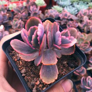 ��ɫ����֮���\���^����ֲ������R�Ϙ����ֺ��BС���Ը��ֵ�Gֲ