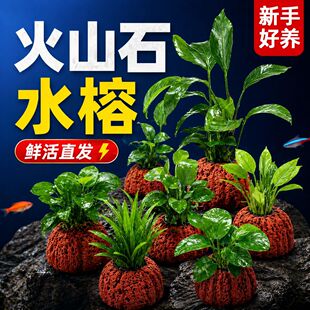 ���~���Ō�����ɽʯ�����~���쾰��ˮ��ֲ����Ժ��B���֑��˃�ˮ
