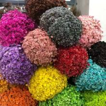 С�ǻ��������Ҿӻ�c�����廨�b����l��Ͽ羳ֱ��Babys Breath