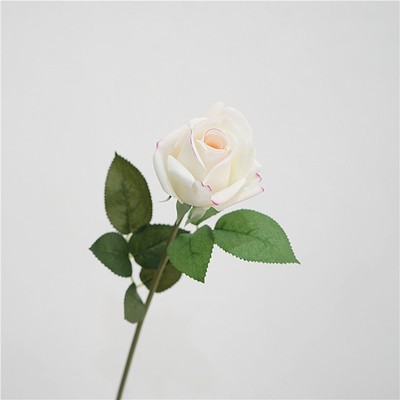 싱글 장식 케이트 로즈-분유