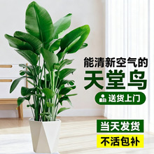天堂鸟盆栽大型植物室内绿植好养活办公室客厅花卉绿植盆景鹤望兰
