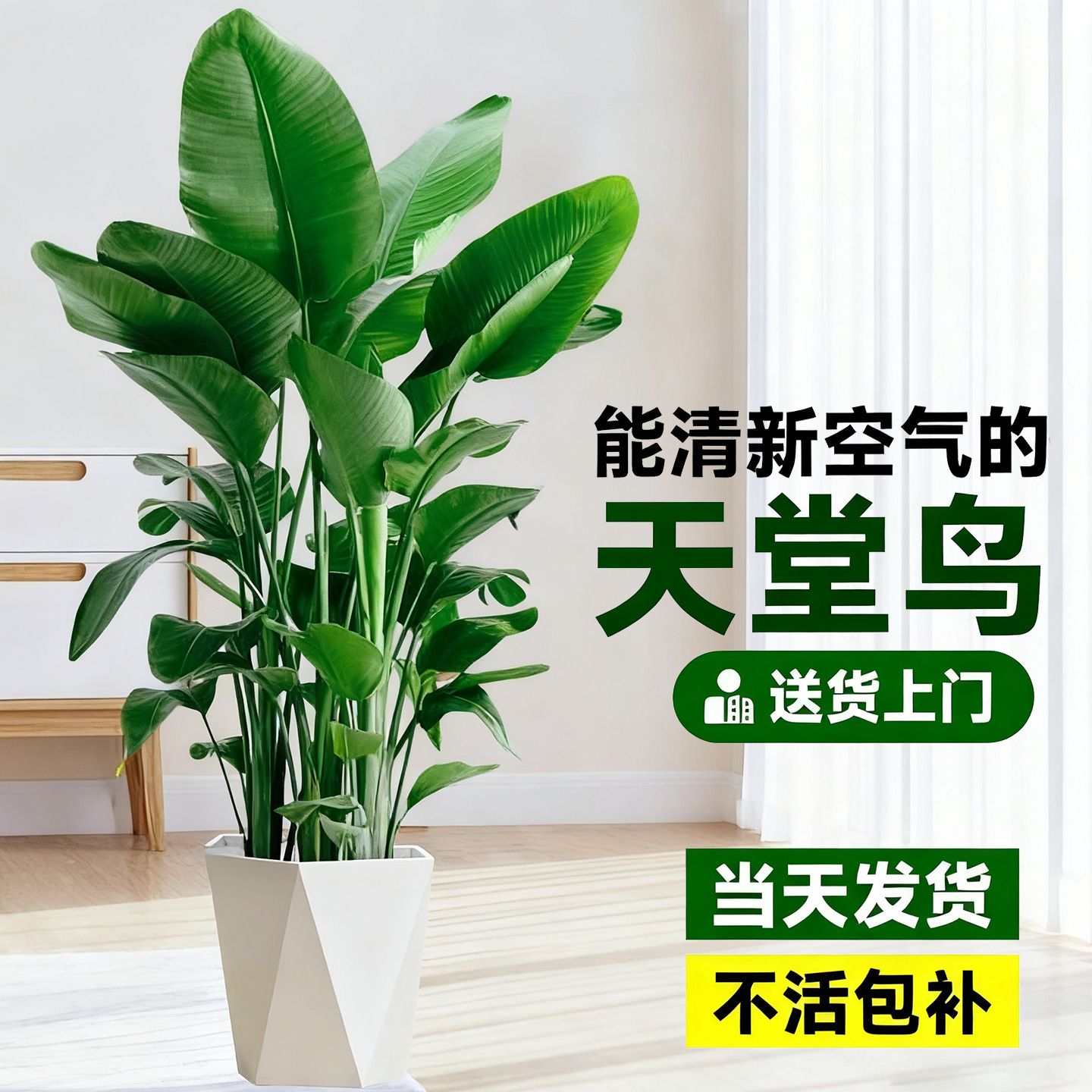 Aves del paraíso plantación de plantas grandes en maceta verde interior buena oficina de alimentación sala de estar flor verde plantación bonsai grana orquídea