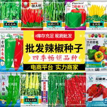 批发七彩椒盆栽五彩椒易种易活开花不断四季室外菜园辣椒种子甜椒