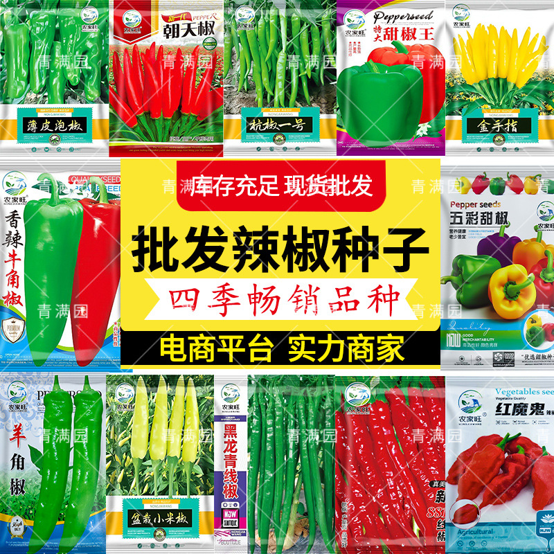 批发七彩椒盆栽五彩椒易种易活开花不断四季室外菜园辣椒种子甜椒