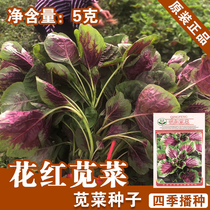 红苋菜种子苋菜籽蔬菜种子菜籽阳台种菜盆栽约蔬菜种子批发菜种