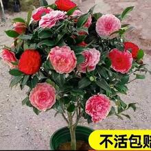 軨ļͥԺGֲ̨B҃ȿ͏dɽ軨_