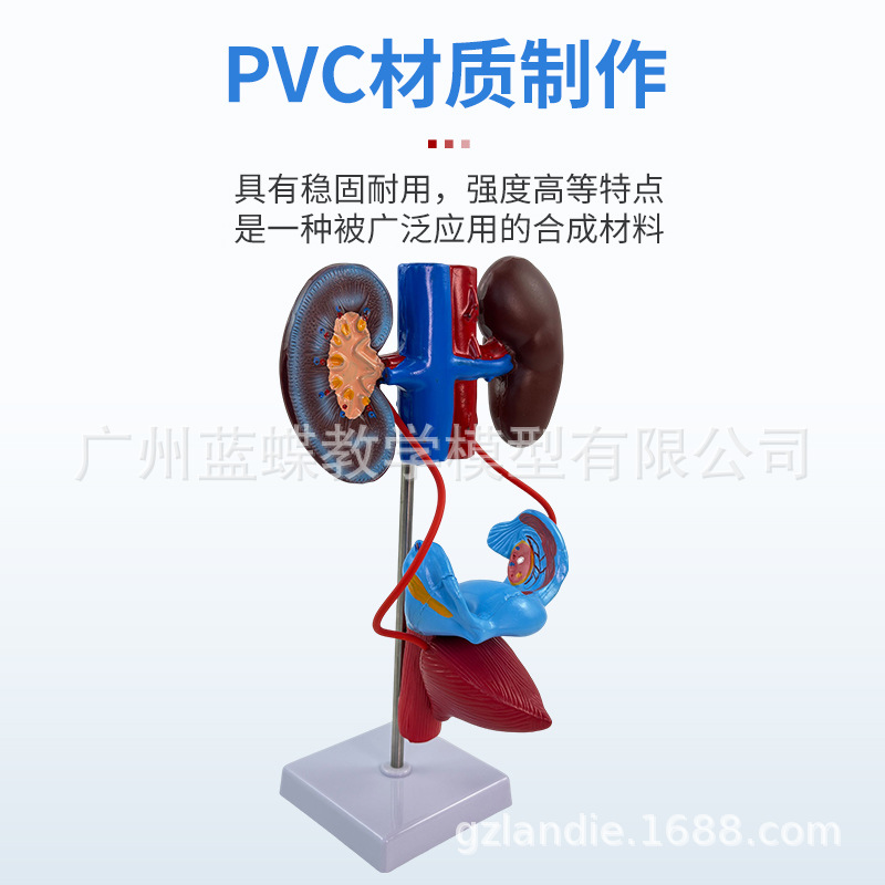 ������ϵͳ ѪҺѭ��ϵͳ ����ϵͳ ����ϵͳ �ڷ��� ������