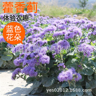 �����E�N���{����޽���E���� �����ļ����׷N���^�ر�ֲ�ﻨ�N��