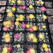 ��������ʯ���¿�ӿ�ĸ���������_���̨�k���Ҷ���W�t�҃�