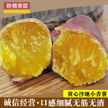 2025新挖黄心沙地小香薯新鲜临安天目山品种红薯板栗无筋山芋蜜薯