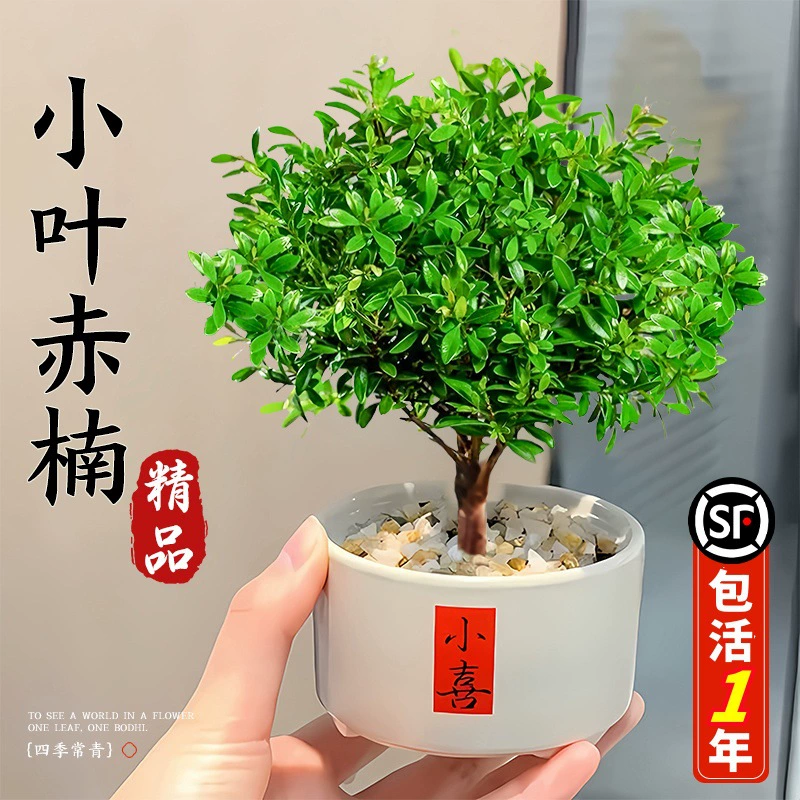 Миниатюрное красное кипарисовое бонсай, офисное растение, настольное мини-украшение в горшке, зеленое растение, легко ухаживать в любое время года
