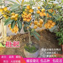无核枇杷树苗特大砂糖大五星果树苗盆栽枇杷苗当年结果南北方种植