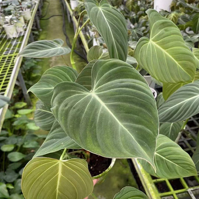 【基地直供】盆景植物小盆栽居家花卉植物 0.5加仑黑金杂荣耀