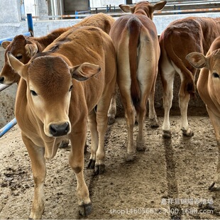 ������ţ�� �s����ţ�� ���T����ţ������ţ��r��