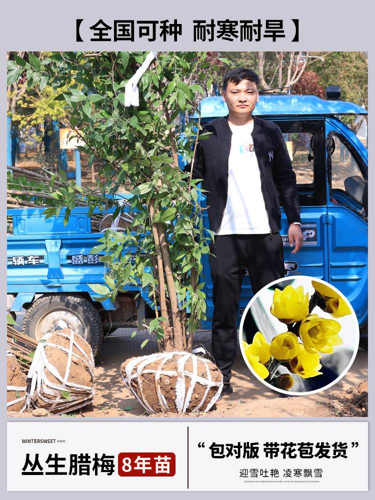 겨울매화 8년생 모종 [그해에 꽃이 피고 나무 모양이 아름다운 것] + 특수비료 (개화기에 꽃이 피고 재발생하지 않음)