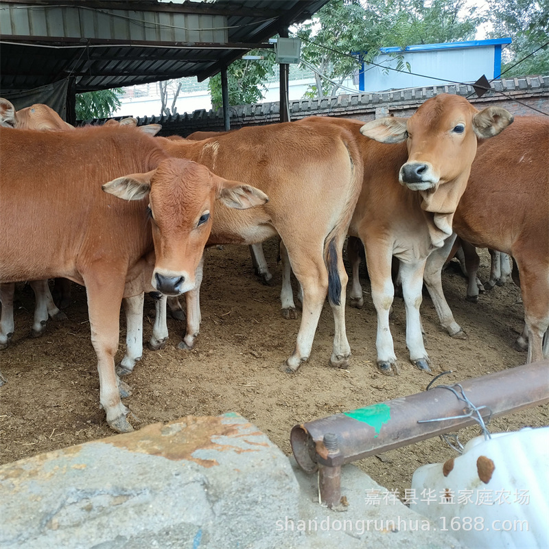 改良鲁西黄牛价格 改良鲁西黄牛肉牛犊 改良鲁西黄牛牛苗