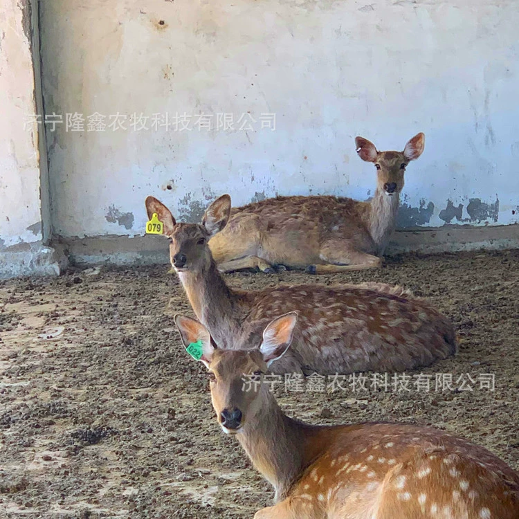 Взрослый живой пятнистый олень пятнистый олень