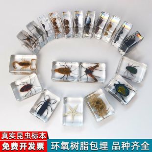 �挍���x�˱�͸����֬֩��ϐ�Ӻ���˱��̌W�^�����x�˱����x�[��
