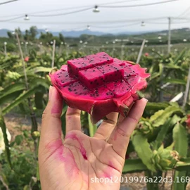 番薯类;柑桔;苹果