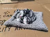 Mother and son green cat sleeping + gray plush pad