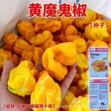 黄魔鬼椒种子原装特辣辣椒种子 超辣灯笼辣椒种籽 印度鬼椒种子